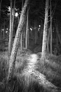 Trees on field in forest