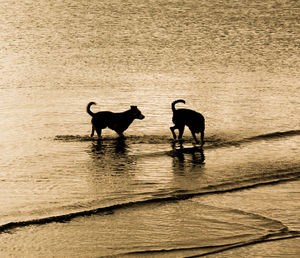 Silhouette of two people in water