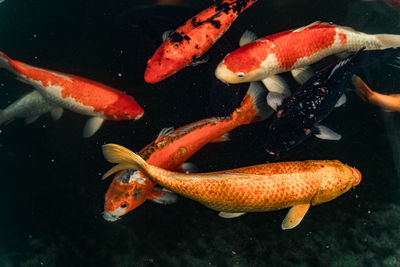 Fish swimming in sea