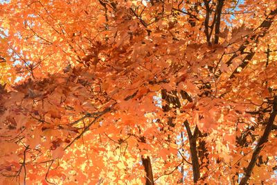 Low angle view of tree