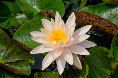 Close-up of lotus water lily in lake