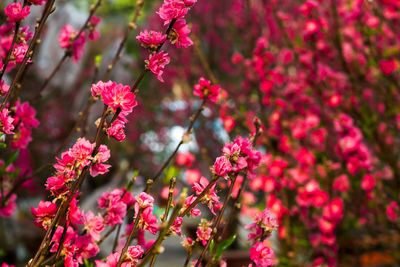 Close-up of pink flowers