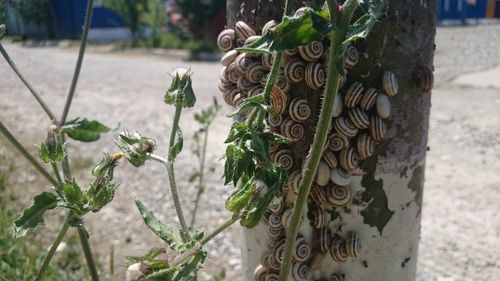 Close-up of metal plant