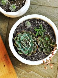 High angle view of succulent plant in pot