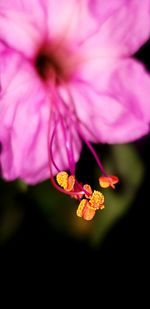 Close-up of pink rose flower