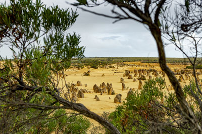 View of an animal on landscape