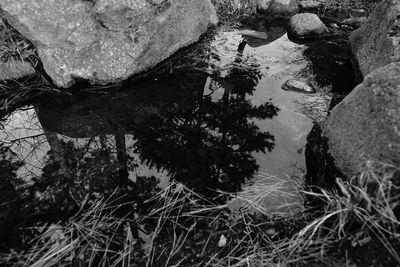 Reflection of trees in lake