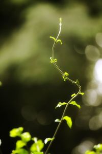 Close-up of plant growing on field