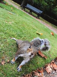 Close-up of squirrel on field