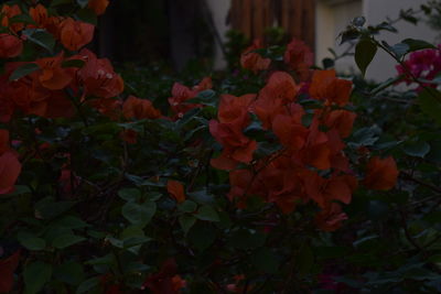 Close-up of red flowers blooming outdoors