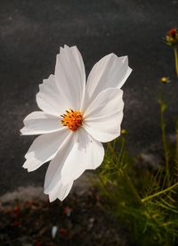 Close-up of white cosmos flower