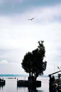 Bird flying over the sea