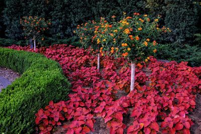 Red flowers in garden