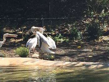 Birds in water