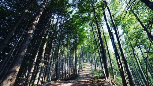 View of bamboo trees in forest