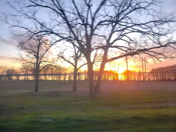Bare trees on field against sky during sunset