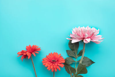 Close-up of pink flower against blue background