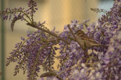 Bird perching on plant