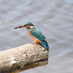 Close-up of bird perching on lake