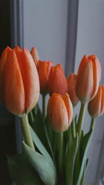 Close-up of orange tulips