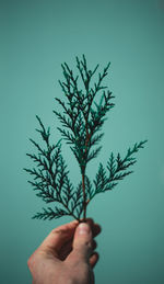 Close-up of hand holding plant