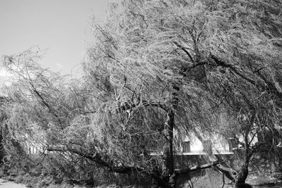 Close-up low angle view of tree