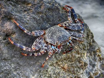 Close-up of snake on rock