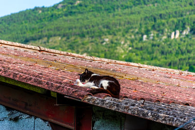 View of a cat