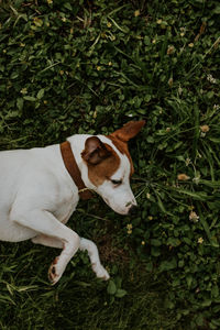 High angle view of dog relaxing on grass