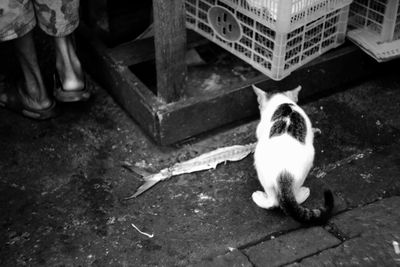 Portrait of dog by cat on floor