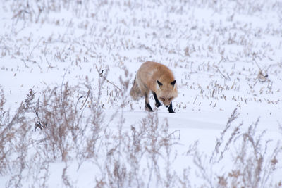 Fox walking on snow covered field