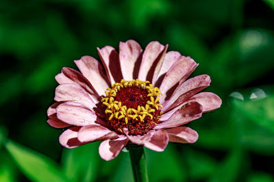 Colorful flowers on a sunny morning