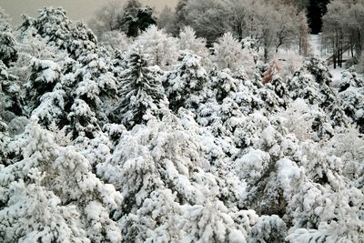 Scenic view of snow covered landscape