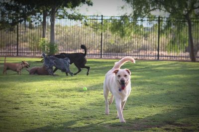 Dog on field against sky