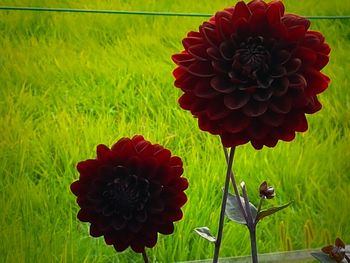 Close-up of poppy blooming on field