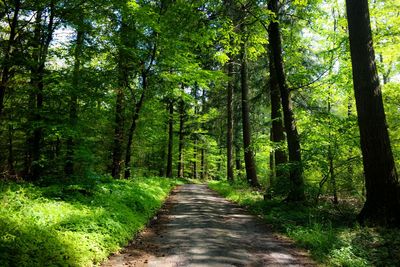 Dirt road amidst trees in forest