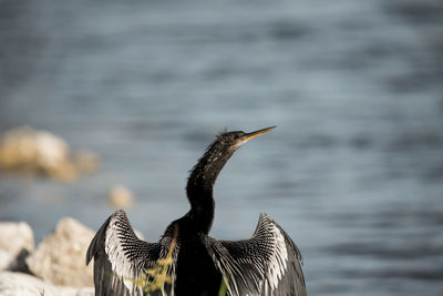 Close-up of a bird against blurred background