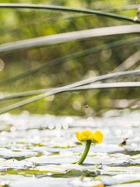 Yellow water lily at river