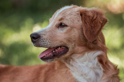 Close-up of a dog looking away