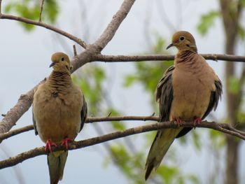 Bird perching on branch