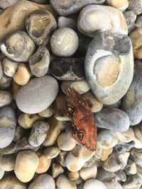 Directly above shot of pebbles on pebble beach