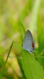 Butterfly on leaf