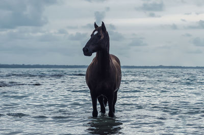 Horse standing in sea against sky