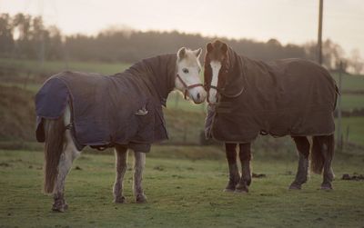 Horses standing on field during sunset