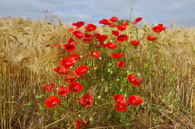 Close-up of red poppy flowers growing in field