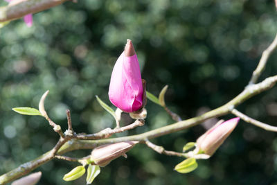 Close-up of pink flowers blooming outdoors