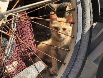 Close-up of a cat looking away