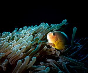 Close-up of fish swimming in sea