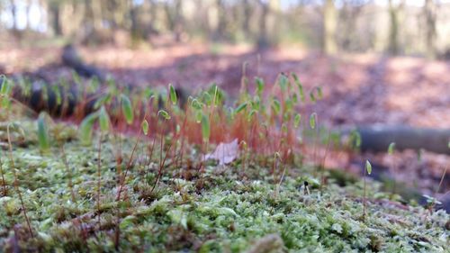 Close-up of plant growing outdoors