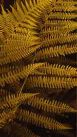 Vertical smartpone stories format background of brown autumn fern leaves. selective focus